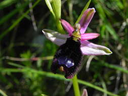 Слика од <i>Ophrys <i>bertolonii</i></i> subsp. bertolonii