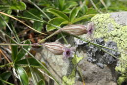 Imagem de Silene ciliata Pourret