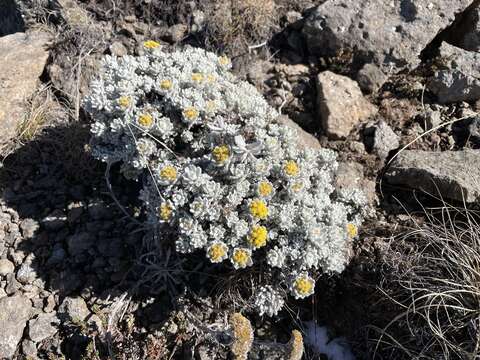 Image de Helichrysum trilineatum DC.