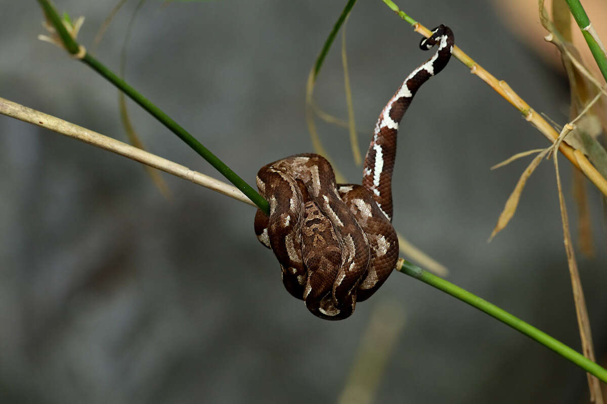 Image of Fiji Island Boa