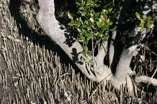 Image of Gray Mangrove