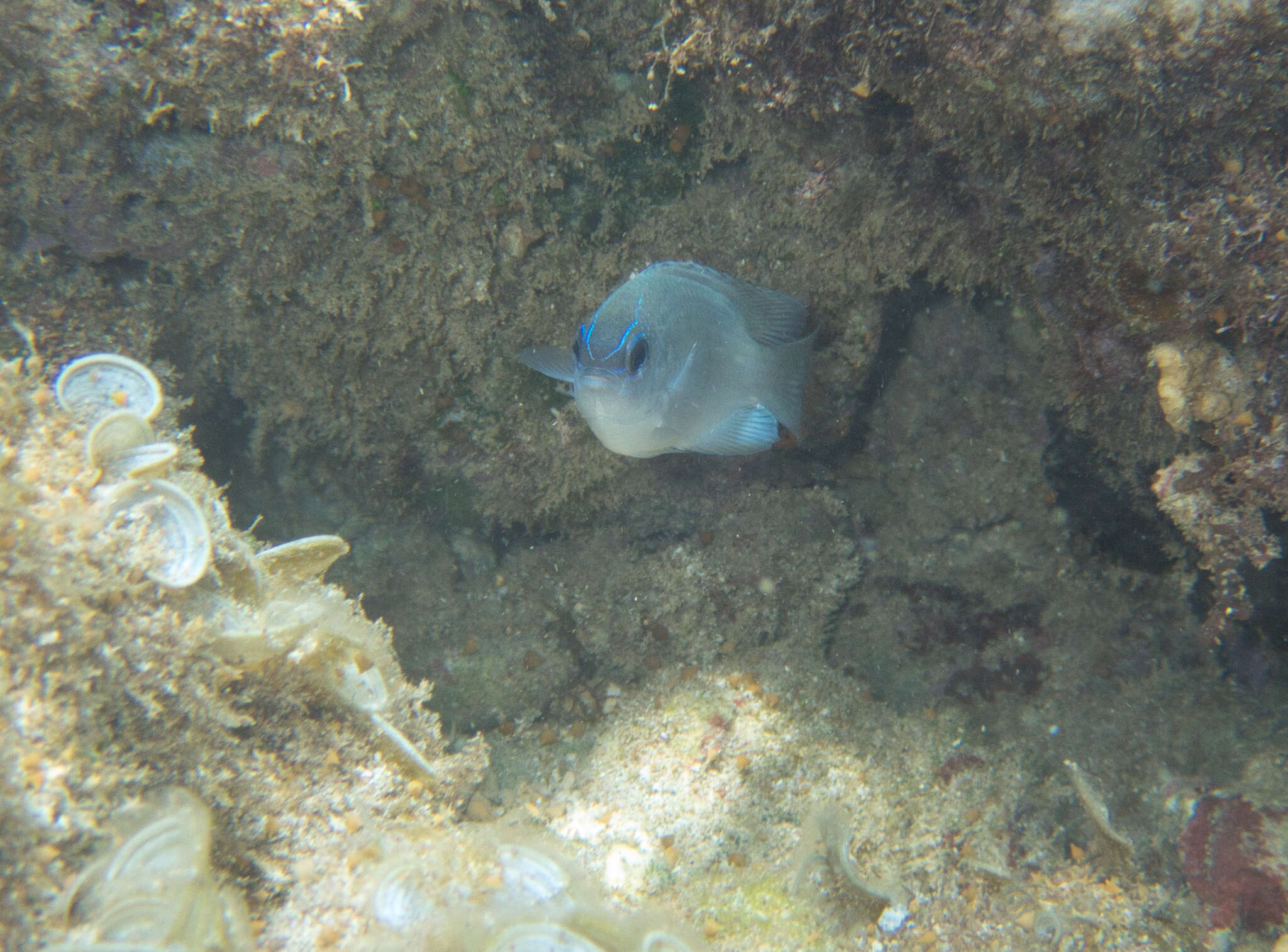 Image of Blue damsel