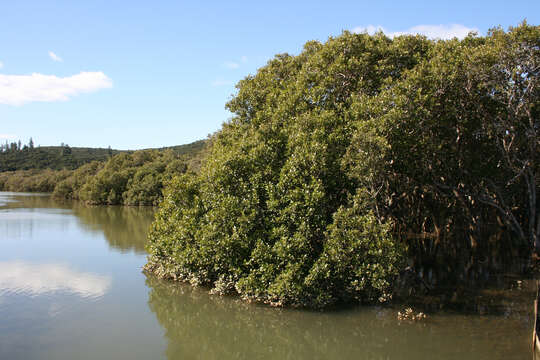 Image of Gray Mangrove