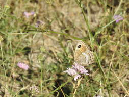 Imagem de Satyrus actaea Esper 1780