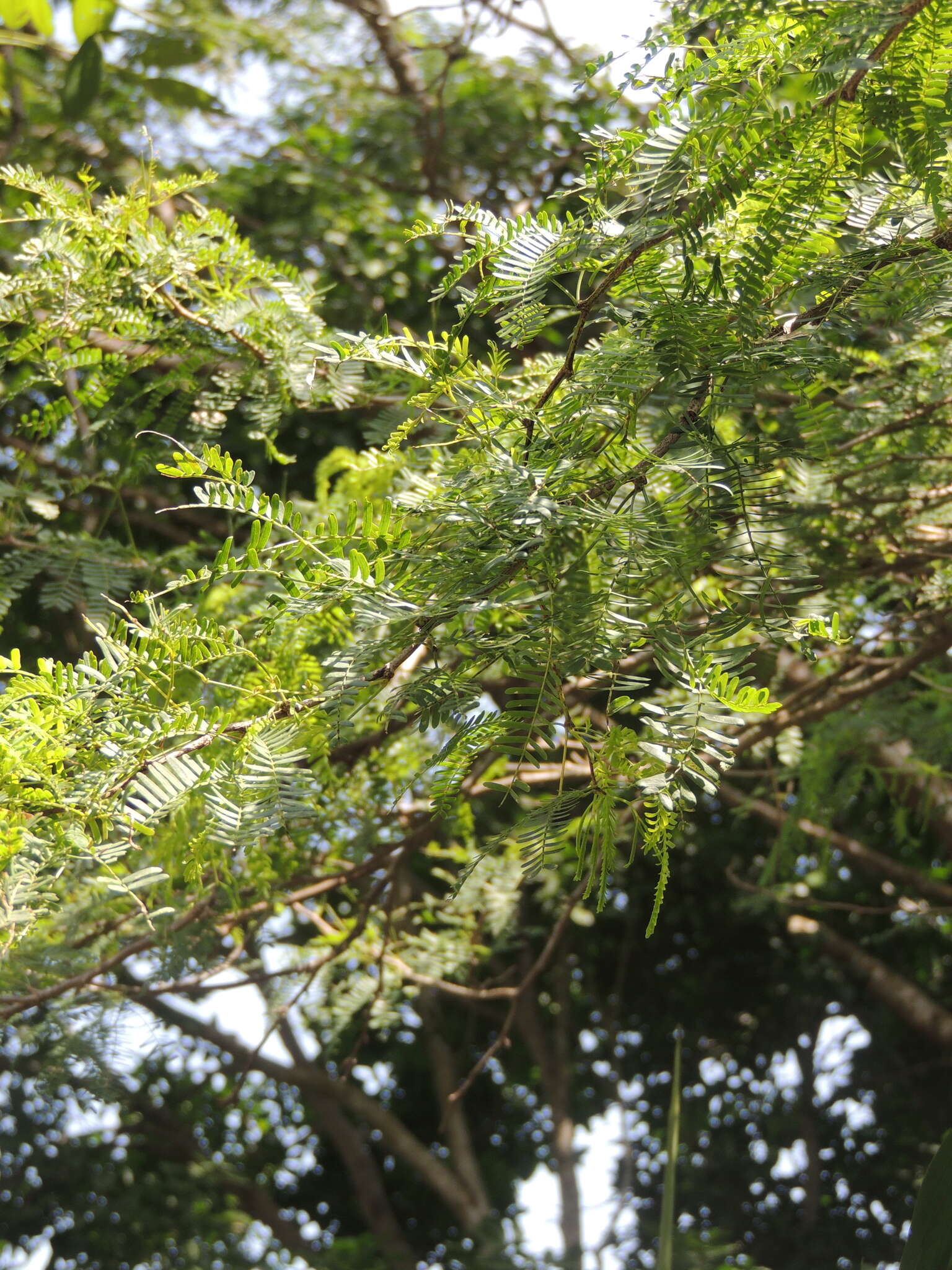 Слика од Prosopis juliflora (Sw.) DC.