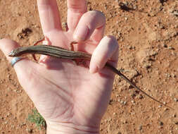 صورة Ctenotus leonhardii (Sternfeld 1919)