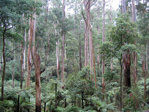 Image de Eucalyptus regnans F. Müll.