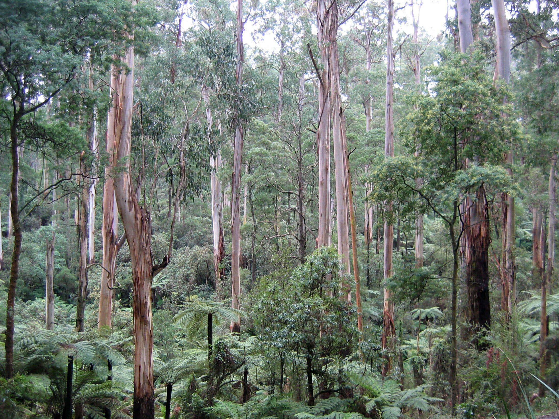 Image of Mountain ash