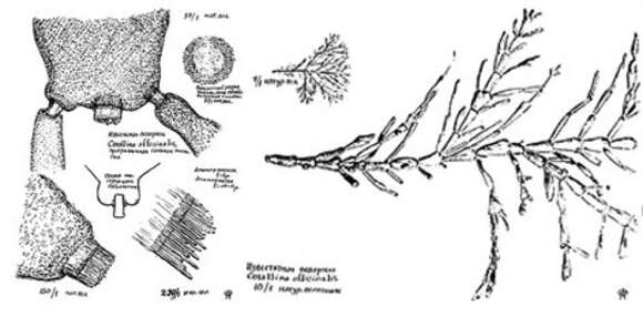 Image of common coral weed