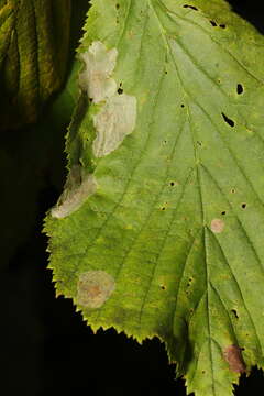 Image de Phyllonorycter coryli (Nicelli 1851)