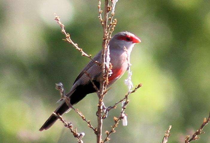 Sivun Estrilda astrild tenebridorsa Clancey 1957 kuva