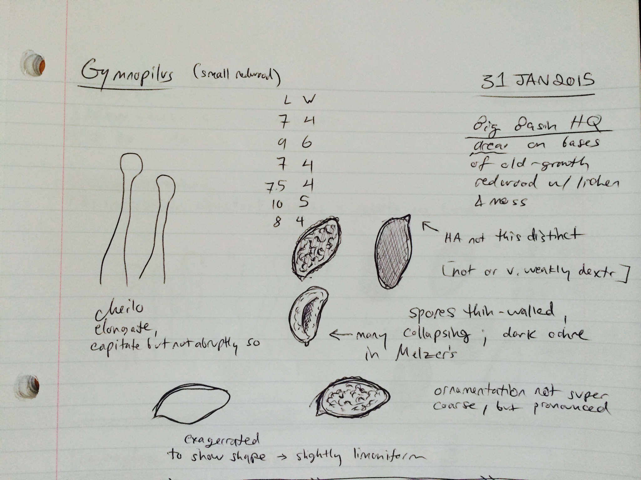 Gymnopilus picreus (Pers.) P. Karst. 1879 resmi