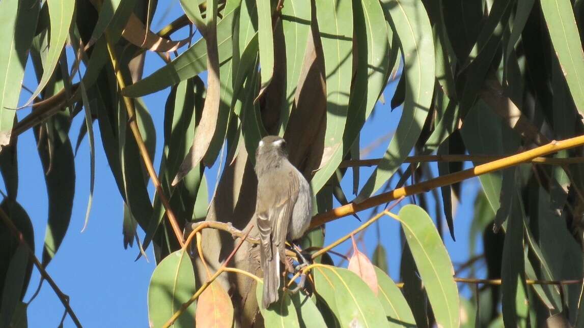 Ochthoeca leucophrys (d'Orbigny & Lafresnaye 1837)的圖片