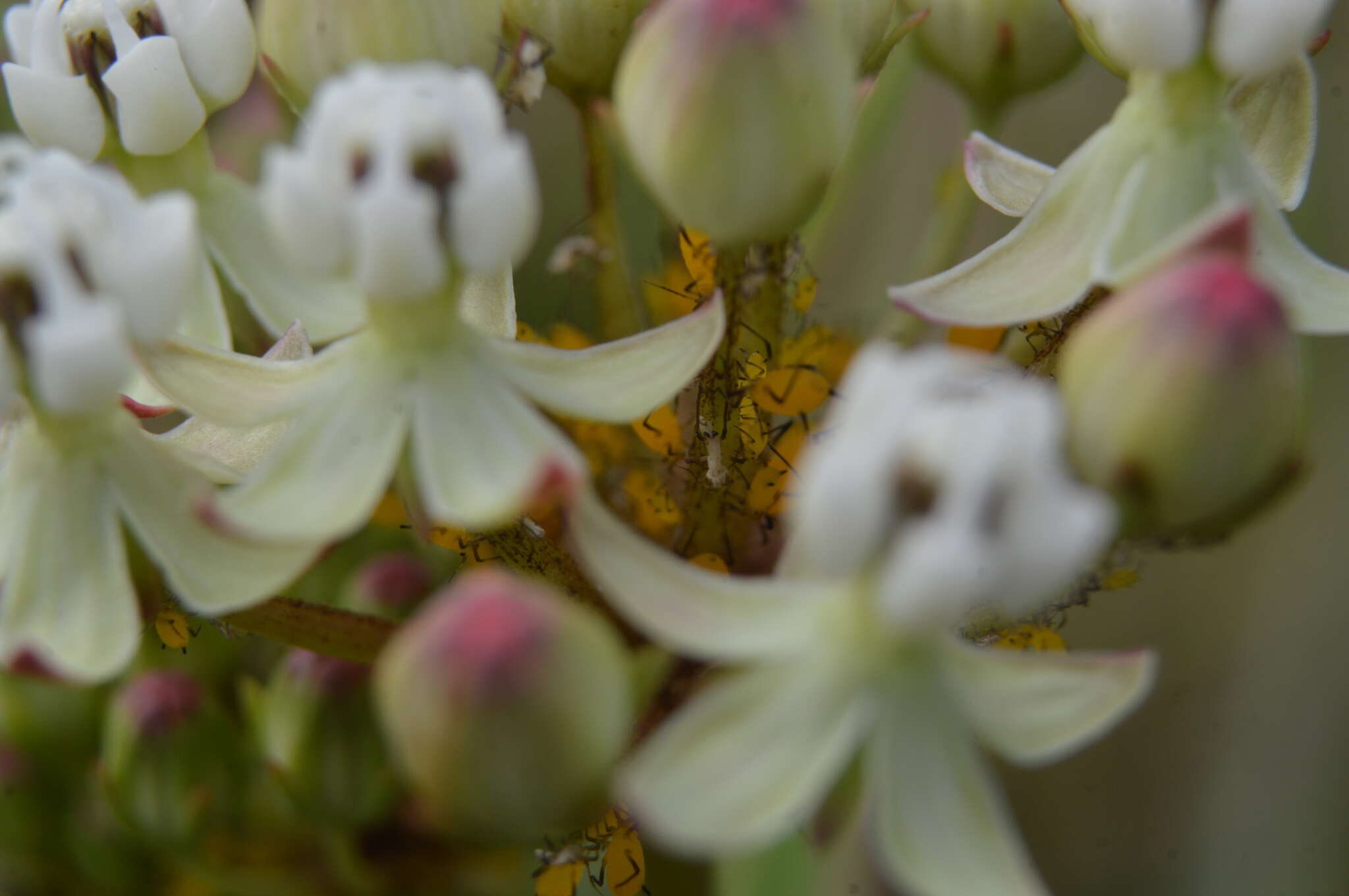 Plancia ëd Asclepias woodsoniana Standl. & Steyerm.