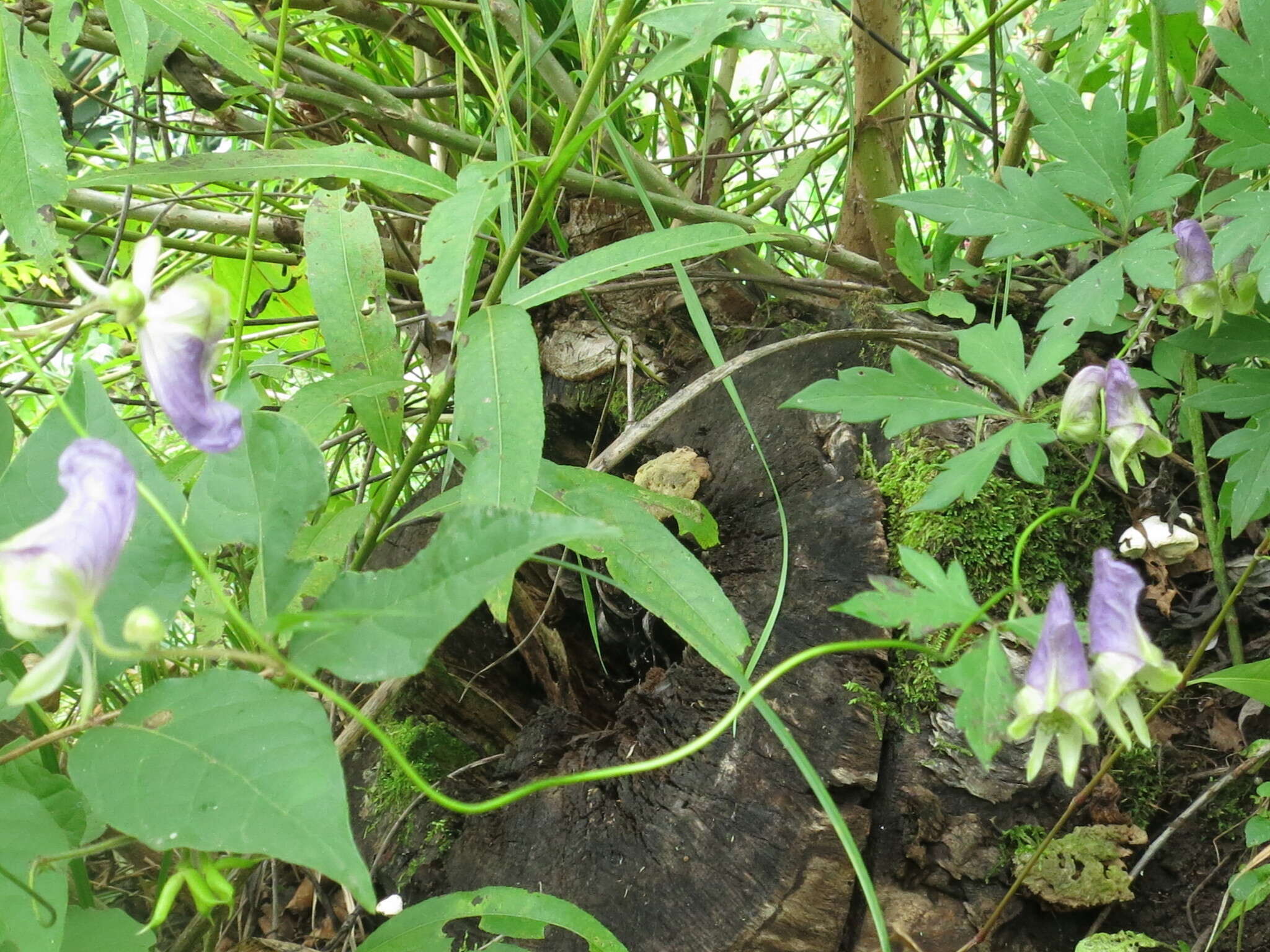 Слика од Aconitum stoloniferum Vorosh.