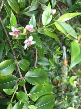 Image of silky myrtle