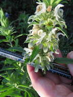 Monarda citriodora var. citriodora resmi