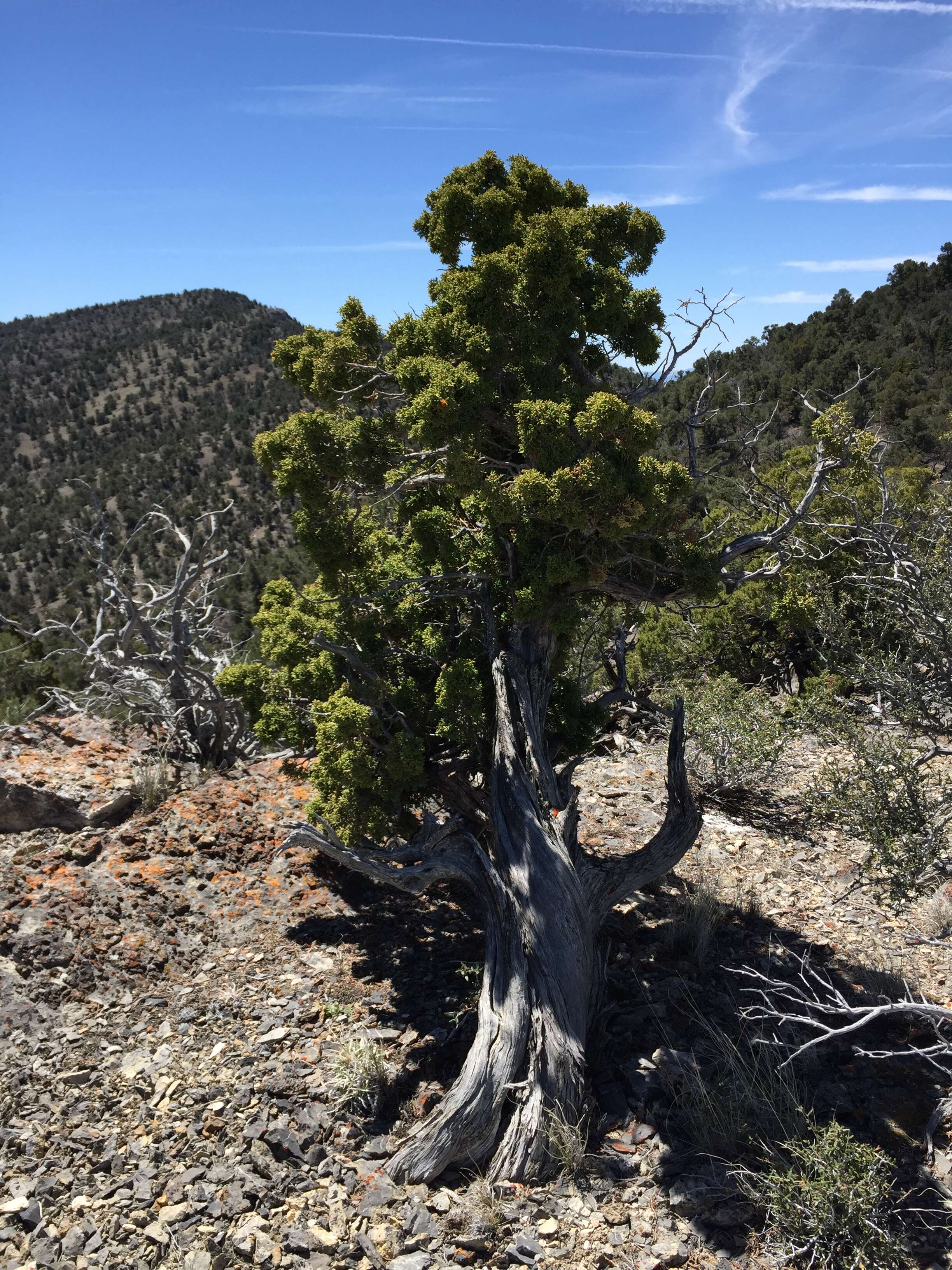 Image of Bigberry Juniper