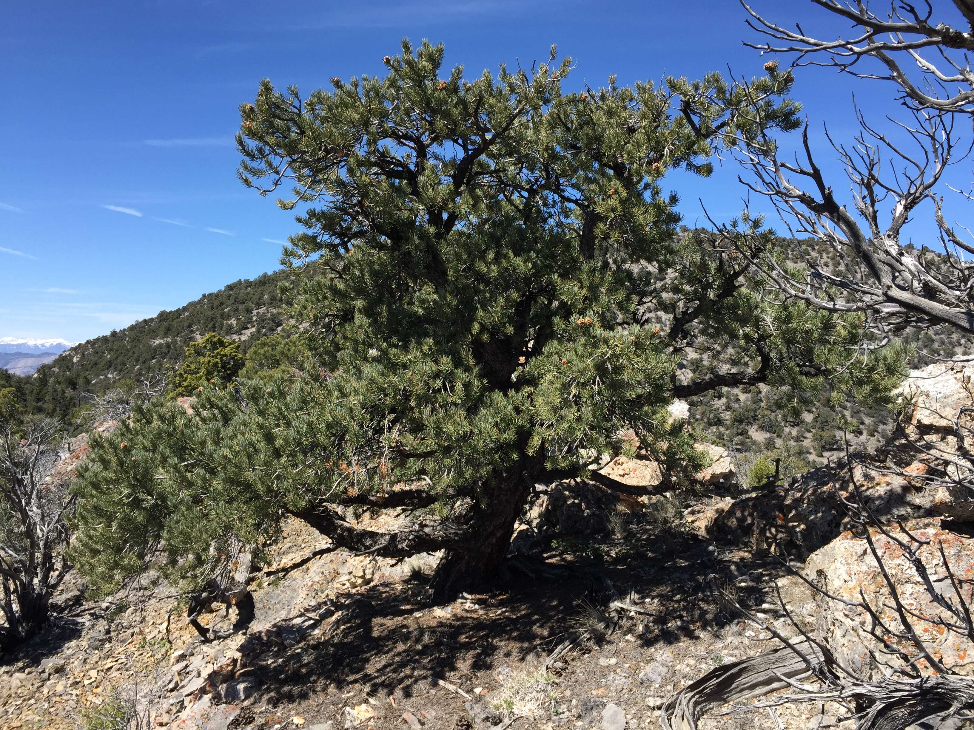 Image of singleleaf pinyon