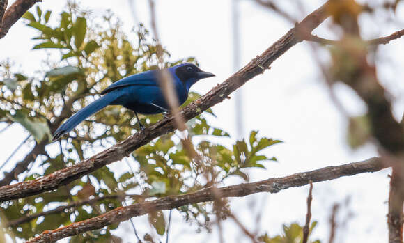 Image of Black-collared Jay