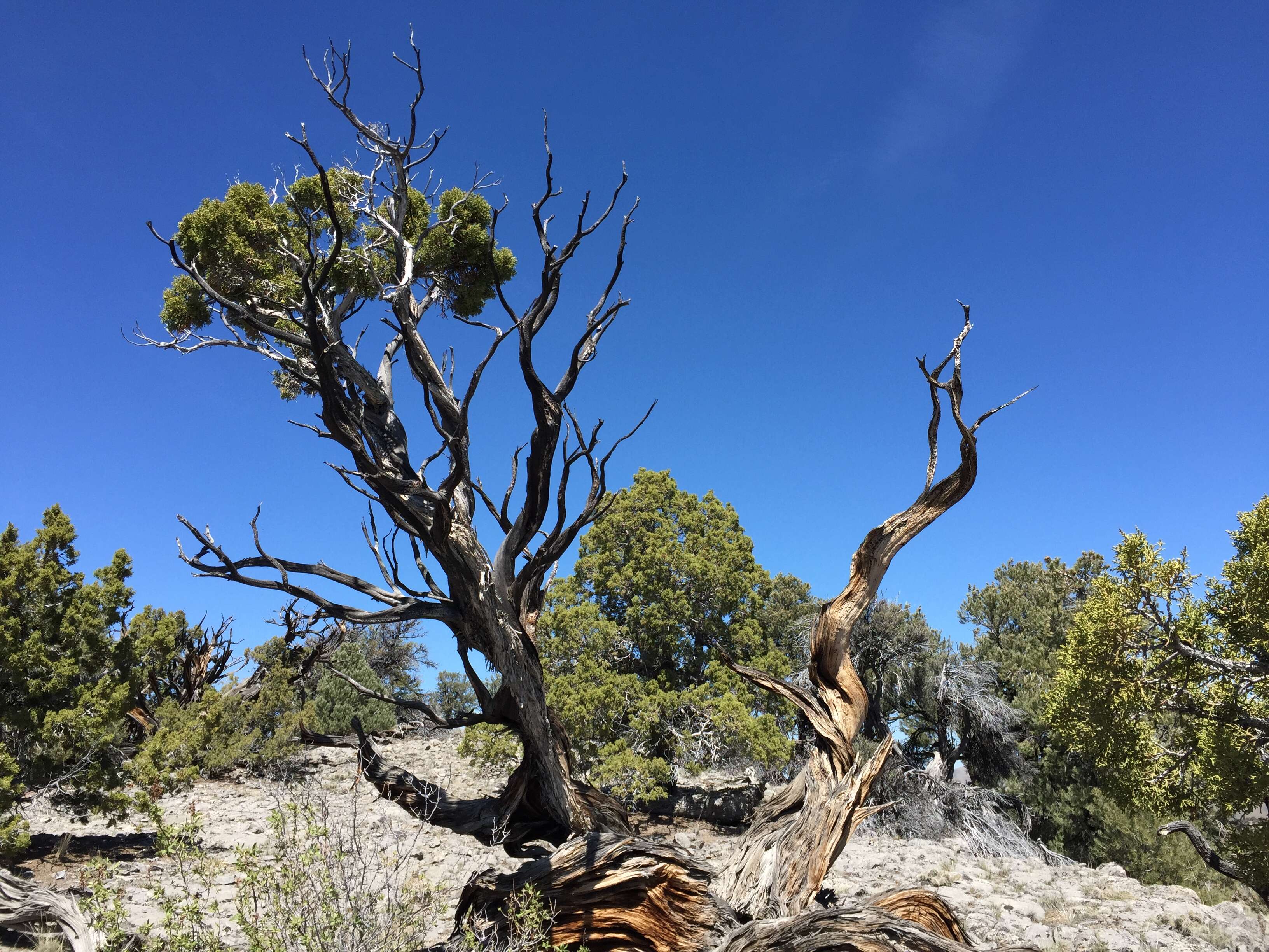 Image of Bigberry Juniper