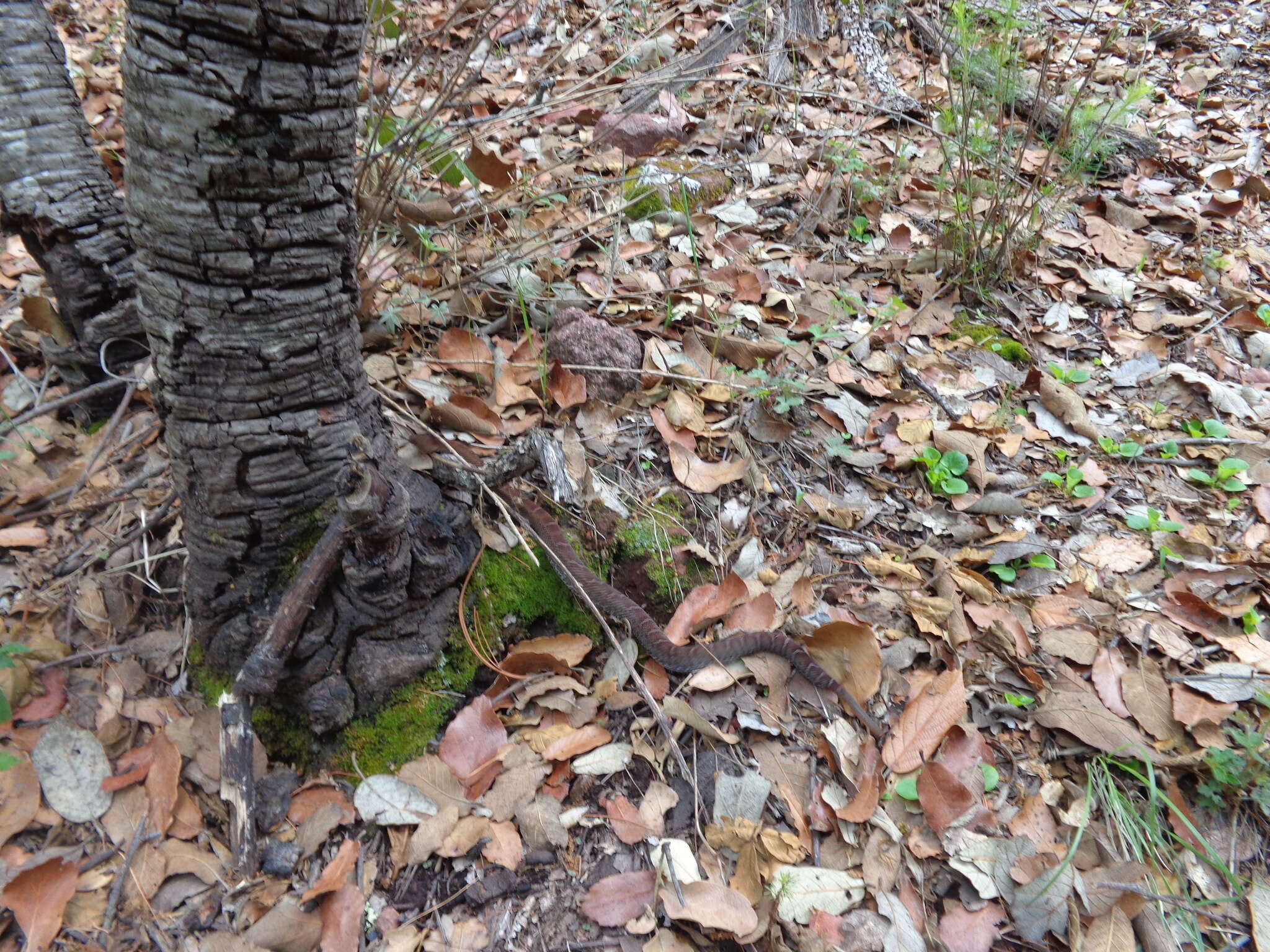 Image of Arizona ridge-nosed rattlesnake