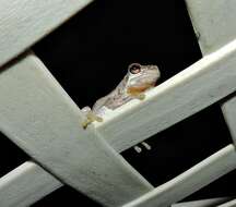 Image of Bleating Tree Frog