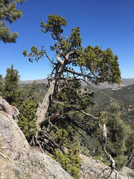 Image of Bigberry Juniper