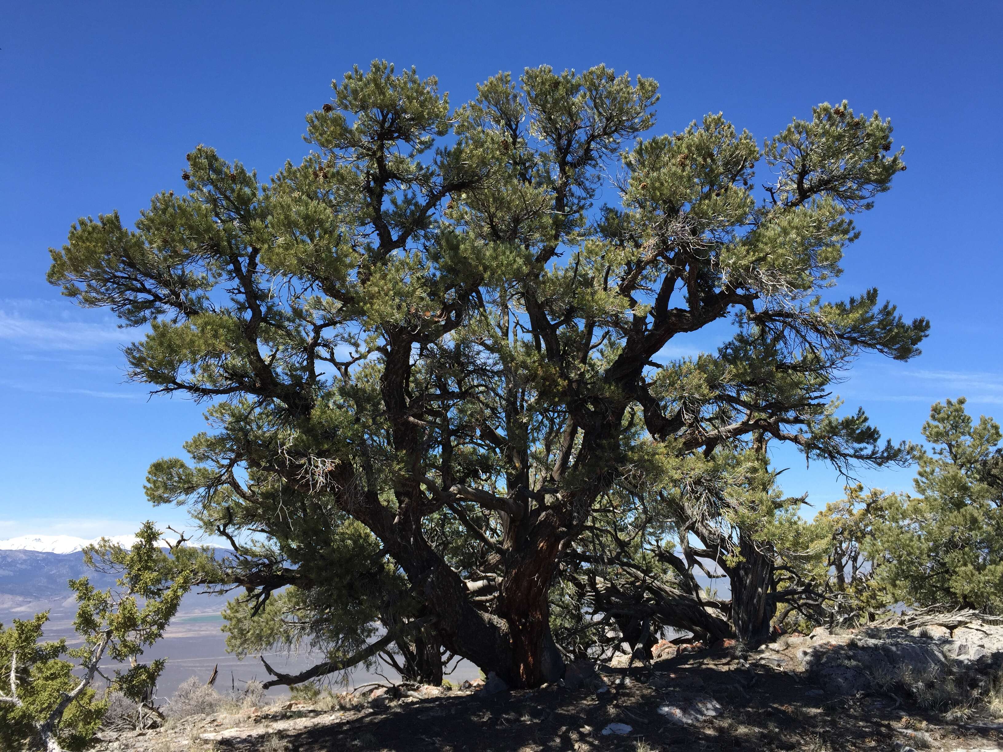 Image of singleleaf pinyon