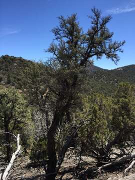 Image of curl-leaf mountain mahogany