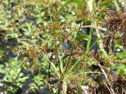 Image de Cyperus exaltatus Retz.