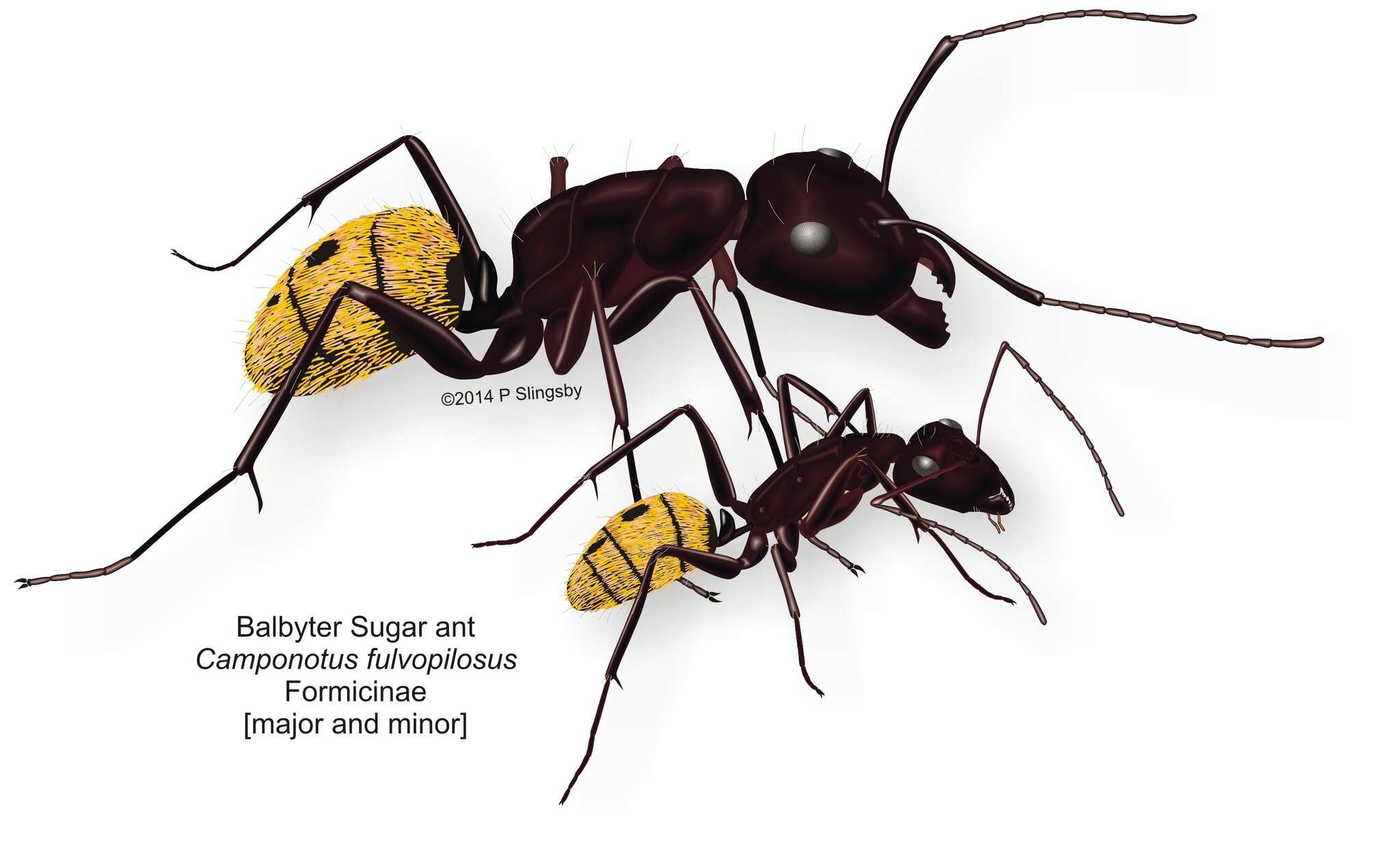 Image of Camponotus fulvopilosus (De Geer 1778)