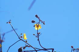 Imagem de Cochlospermum vitifolium (Willd.) Spreng.