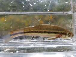 Image of Northern Pearl Dace