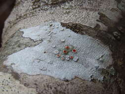 Image of Frosty saucer lichen