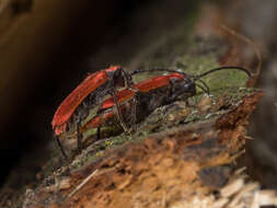 Image of Stictoleptura (Aredolpona) rubra (Linné 1758)