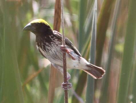 Image of Streaked Weaver