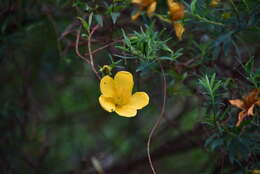 Image of Hypericum lanceolatum subsp. lanceolatum