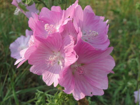 Image of european mallow