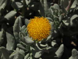 Image of Senecio lithostaurus Cabrera