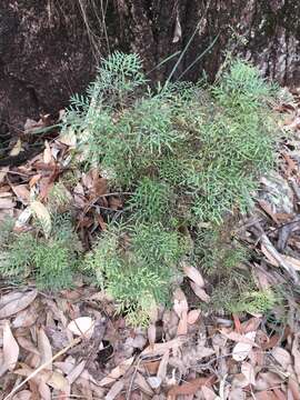 Imagem de Lomatia silaifolia (Sm.) R. Br.