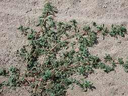 Image of white amaranth, white pigweed