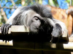 Colobus angolensis Sclater 1860 resmi