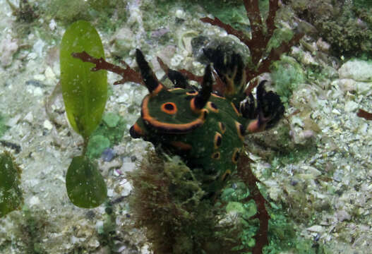 Sivun Nembrotha rosannulata Pola, Cervera & Gosliner 2008 kuva