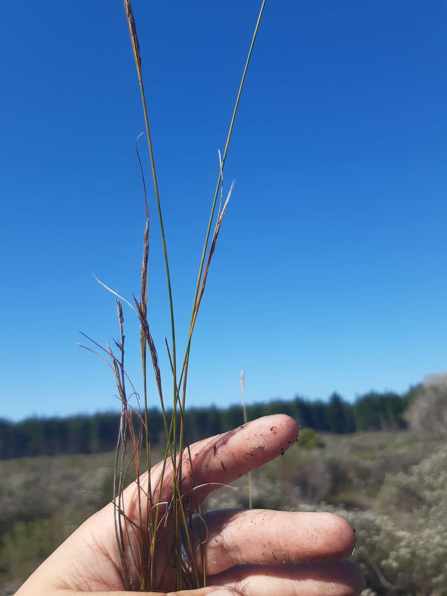 Imagem de Tetraria ligulata (Boeckeler) C. B. Clarke