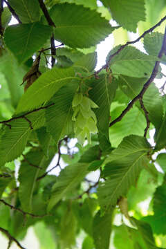 Image of European Hop-hornbeam