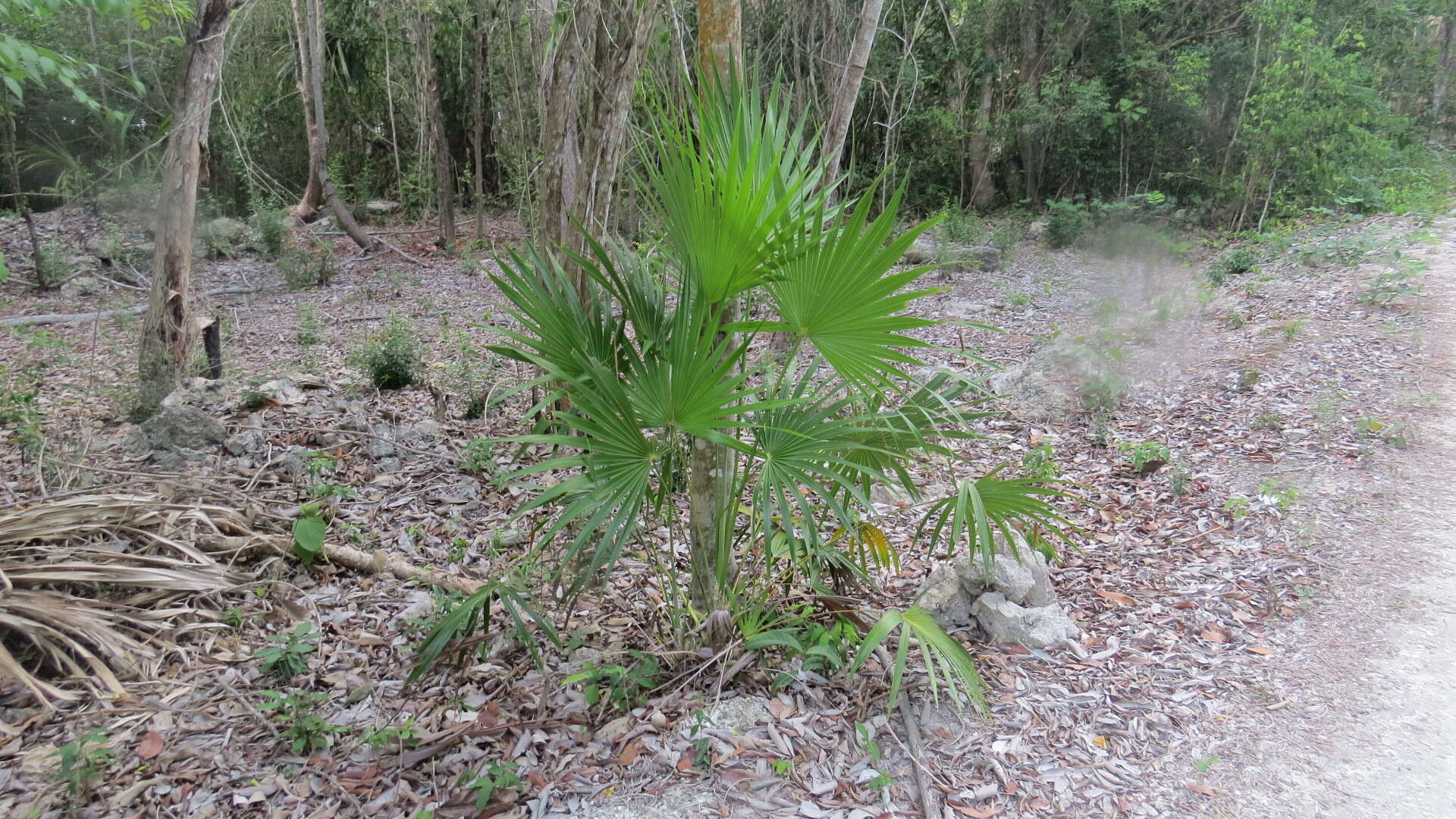 Image of thatch palm