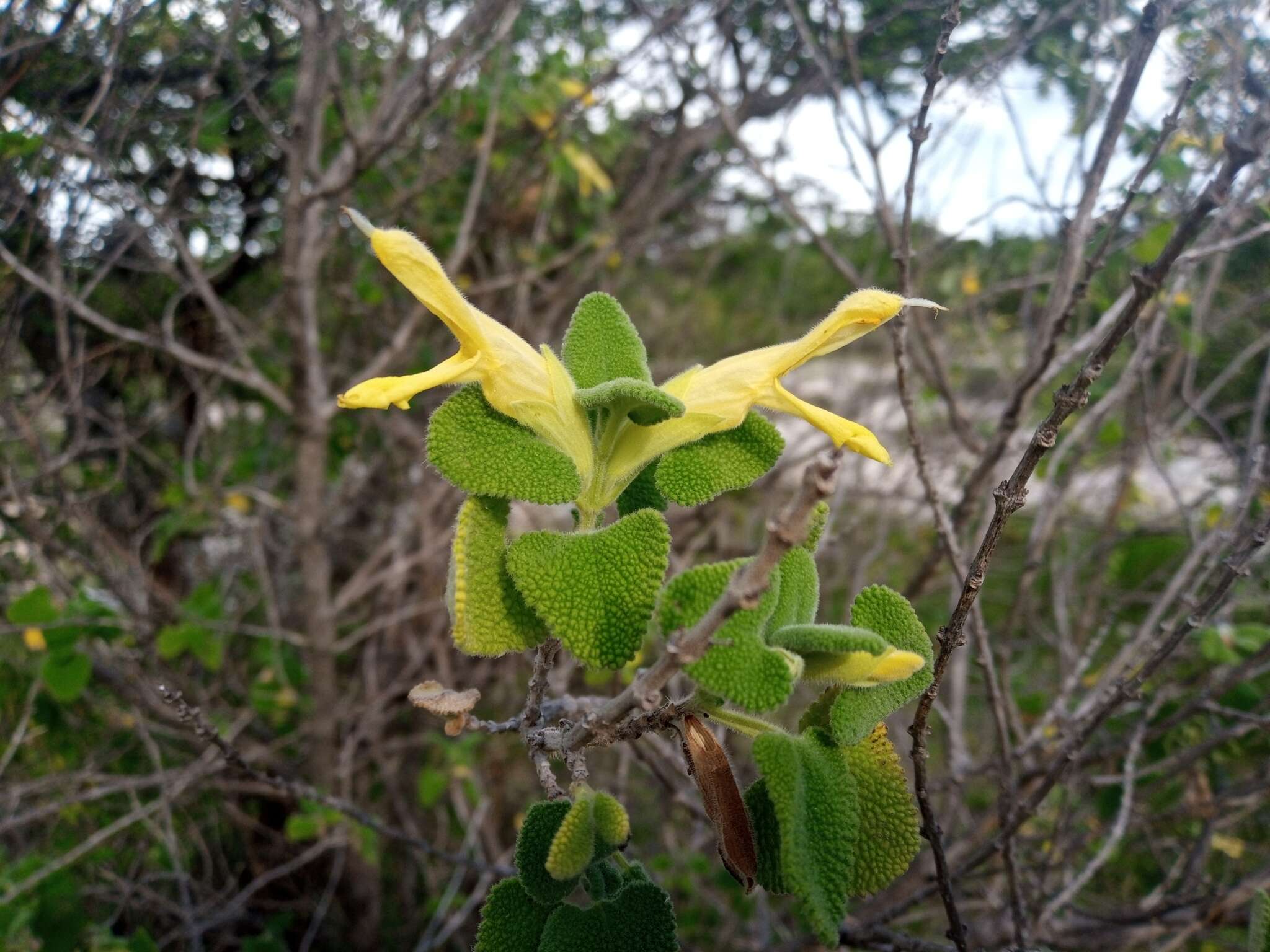 Image of Salvia aspera M. Martens & Galeotti