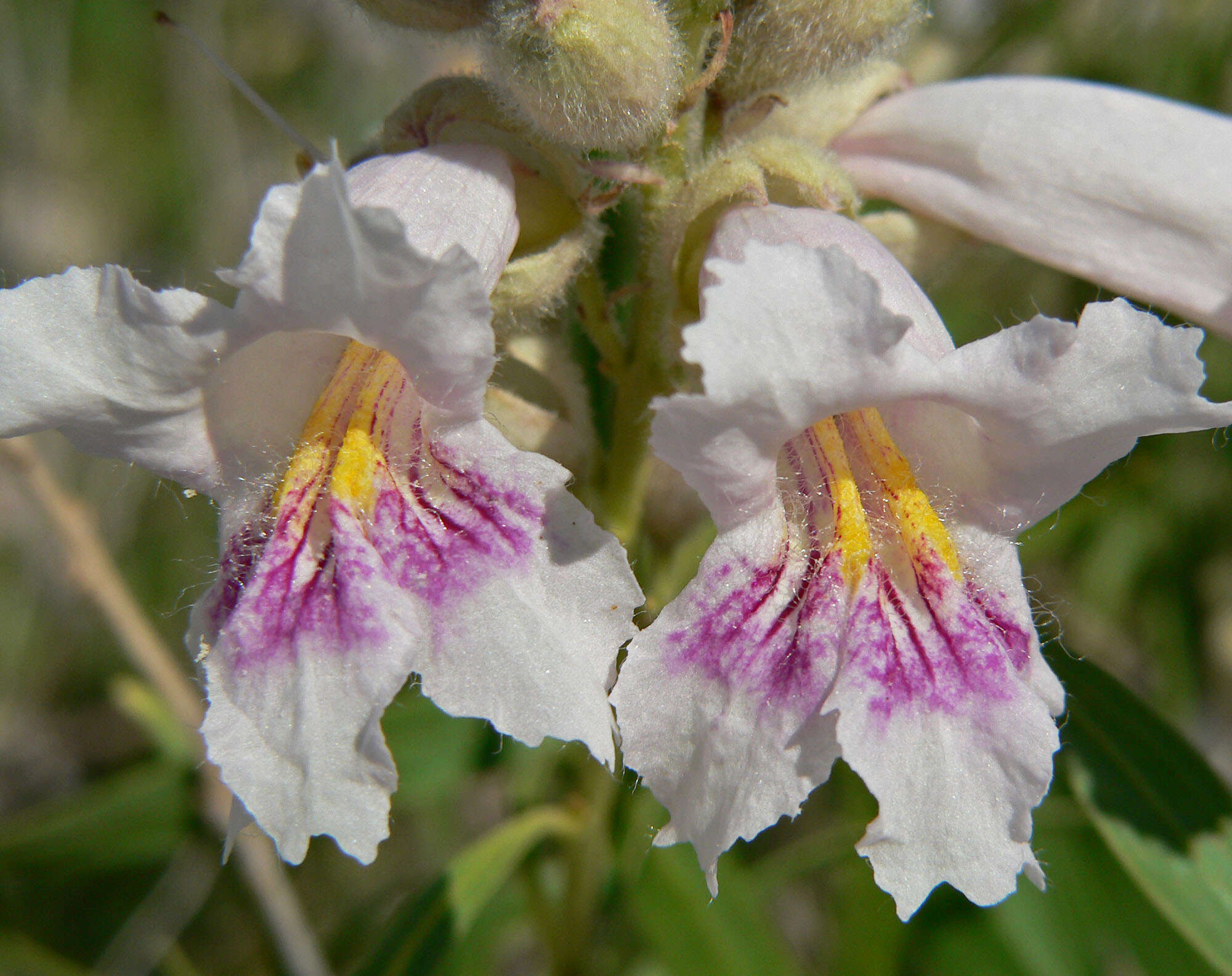 Image of desert willow