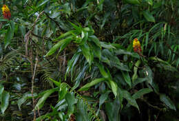 Image of Elleanthus myrosmatis (Rchb. fil.) Rchb. fil.